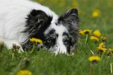 BORDER COLLIE 1030